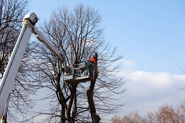 How Our Tree Care Process Works  in  La Cygne, KS